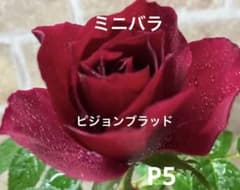 ミニバラ　ピジョンブラッド ミニバラ ピジョンブラッド 2年目苗 - メルカリ