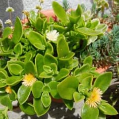グリーンサンローズ黄花(カット)のサムネイル