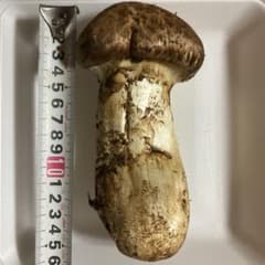 松茸極太180g 宮城県産のサムネイル