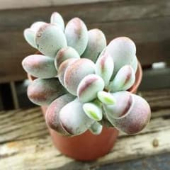 多肉植物●ふっくら娘のサムネイル