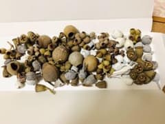 木の実トップのみのサムネイル