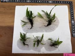 【子株】ミクロソリウムsp.スモールリーフのサムネイル