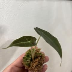 アロカシア　アマゾニカドワーフ　小芋から発芽苗　観葉植物のサムネイル
