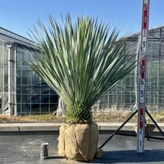 ユッカ ロストラータ（樹高:約57cm）Feb07 ユッカ • ロストラータ【樹高:約105cm】Jun07 - メルカリ