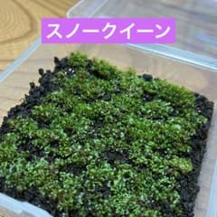 【ビカクシダ 】スノークイーン胞子培養前葉体のサムネイル