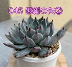 訳あり】ミックスベリア【045】紫紺の矢 抜き苗 札なし② - メルカリ