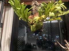 ビカクシダ 大株　リドレイ　4年管理　壁掛け 観葉植物　スポア ビカクシダ 大株 リドレイ 4年管理 壁掛け 観葉植物 スポア - メルカリ