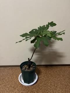 いちじく　ベローネ　1鉢のサムネイル