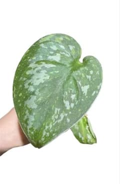 Scindapsus Baticon スキンダプサス バチコン - メルカリ