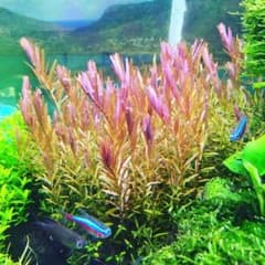 赤いロタラ30本のサムネイル