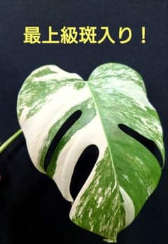 s11 最上級斑入 モンステラ ボルシギアナ ホワイトタイガー 茎伏せ