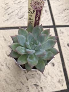 多肉植物 おらいさん苗のサムネイル
