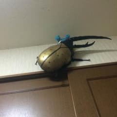 ヘラクレス ぬいぐるみのサムネイル