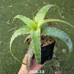 Hechtia glauca　ヘクチア　グラウカ 2のサムネイル