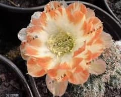 花サボテン【白檀】、カキコ_新_2379 - メルカリ