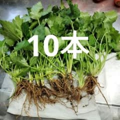 三つ葉苗10本のサムネイル