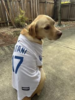 【9/30まで！】 大型犬用XL 【MLB公認】ドジャース ユニホームのサムネイル