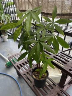 パキラ 観葉植物 実生のサムネイル