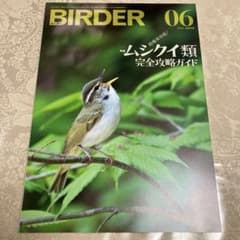 美品】BIRDER 2023年6月号 ムシクイ類完全攻略ガイド - メルカリ