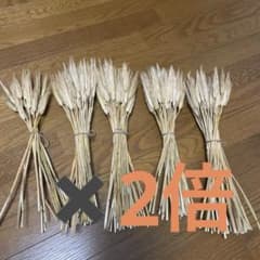 最終お値下げ　ドライフラワー 麦 いっぱい400本のサムネイル