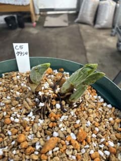 C5 ウラシルケンス アツモリソウ4本立 C5 ウラシルケンス アツモリソウ4本立 - メルカリ