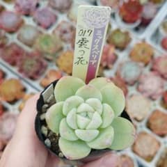 多肉植物 雲の花 おらいさん苗 - メルカリ