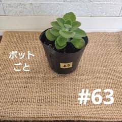 苗】アロマティカス ポットごと 1苗 根付き苗 #63 - メルカリ