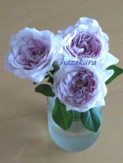バラ苗 切り花レア品種 （Rローズ最新品種） - メルカリ