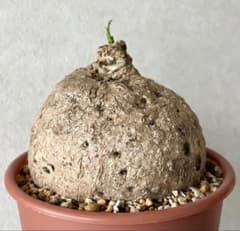 激レア/極美/大株/塊根植物】アデニア ペナンギアナ 鉢植え - メルカリ