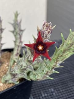 Orbea semitubiflora ガガイモ①のサムネイル