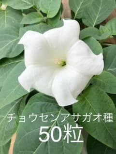 チョウセンアサガオ種 ダチュラ種 50粒のサムネイル