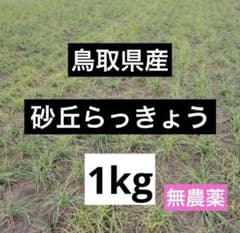 鳥取県産　砂丘らっきょう　1kgのサムネイル