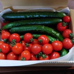 きゅうり　ミニトマトたっぷり　夏野菜詰め合わせ　宅急便コンパクトのサムネイル