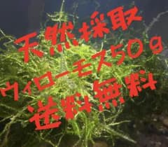 大量✨天然ウィローモス50g 送料無料のサムネイル