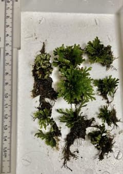イワヒバ 小苗 10苗 苔玉 盆栽用のサムネイル