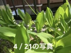スズラン　抜き苗　3本セットのサムネイル