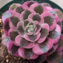 アエオニウム 多肉植物 ピンクガール 約9cm 発根管理中 - メルカリ