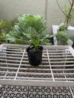 No.3【観葉植物】ドラセナ(ピンク&濃い紫)♥️挿し木用カットカット苗