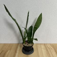 サンスベリア ローレンチー 観葉植物 抜き苗　③のサムネイル