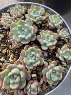 多肉植物 七福美尼のサムネイル