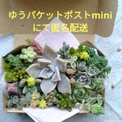 多肉植物 カット苗・抜き苗詰め合わせ - メルカリ