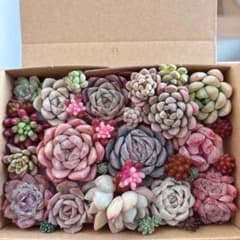 ゆうゆうメルカリ便 多肉植物 カット苗とセダム寄せ植えセット - メルカリ