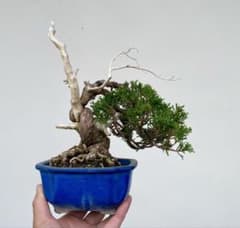 糸魚川真柏 白木盆栽園 樹高22センチ盆栽黒松赤松五葉松観葉植物しん