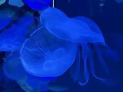 専用のサムネイル