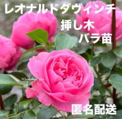 レオナルドダヴィンチ ピンク つるバラ 挿し木バラ苗 匿名配送 - メルカリ