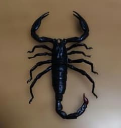 ダイオウサソリ　標本　大型　最終値下げ ダイオウサソリ Pandinus imperator CB 1匹 | まるころ商店〜まるくて