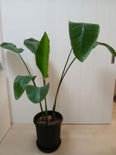 ストレリチア オーガスタ 10号 3株植え ストレリチア オーガスタ 10号 観葉植物 鉢植え 苗 リゾート 南国