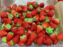 佐賀のいちごさん、秀品小粒〜中粒1kg全込みのサムネイル