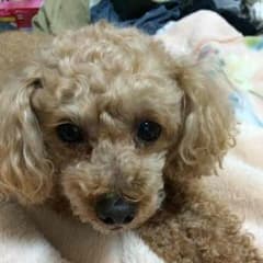るき様専用ページのサムネイル