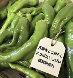 【新鮮・朝採れ】万願寺とうがらし　ネコポスいっぱいのサムネイル